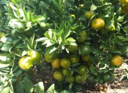 Trường MG Họa Mi Tổ chức cho các cháu lớp Lá đi tham quan vườn trái cây nhà bác Tứ. Địa chỉ: thôn 12 – xã Nam Dong – Huyện Cư Jút – tỉnh Đắk Nông. Trường MG Họa Mi Tổ chức cho các cháu lớp Lá đi tham quan vườn trái cây nhà bác Tứ. Địa chỉ: thôn 12 – xã Nam Dong – Huyện Cư Jút – tỉnh Đắk Nông.